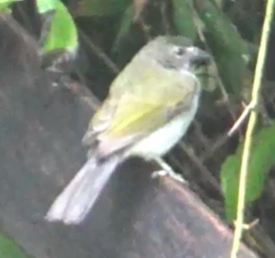 tanımsız Passeriformes sp. - ML618879905