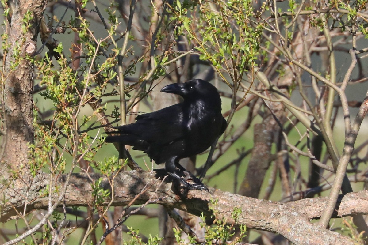 Common Raven - Darío Jung