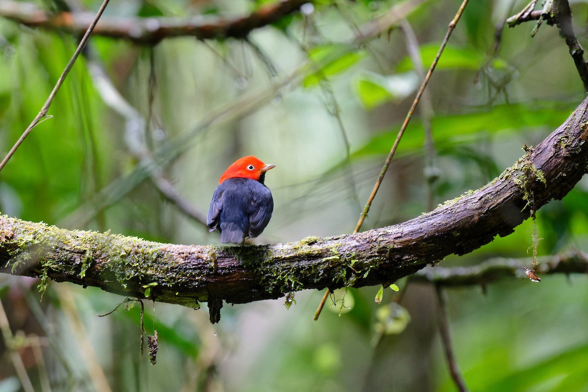 Red-capped Manakin - ML618879921