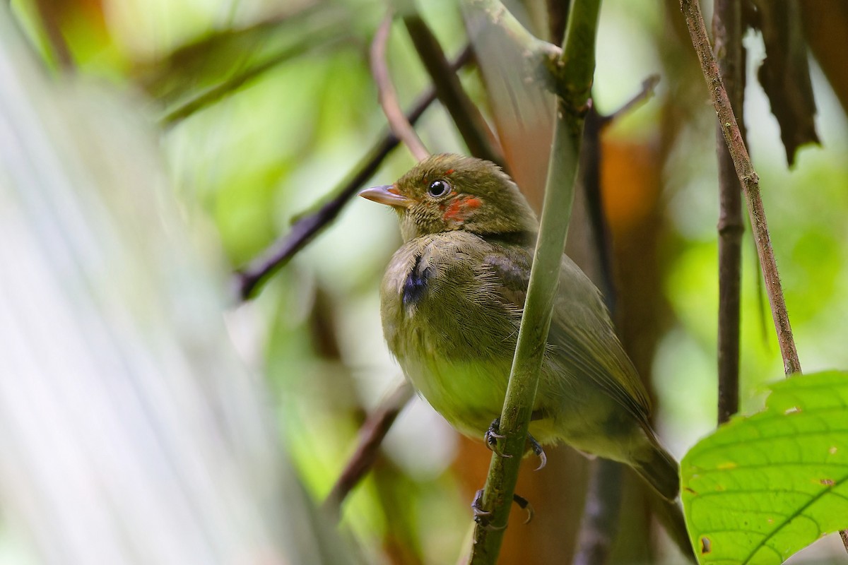 Red-capped Manakin - ML618879941