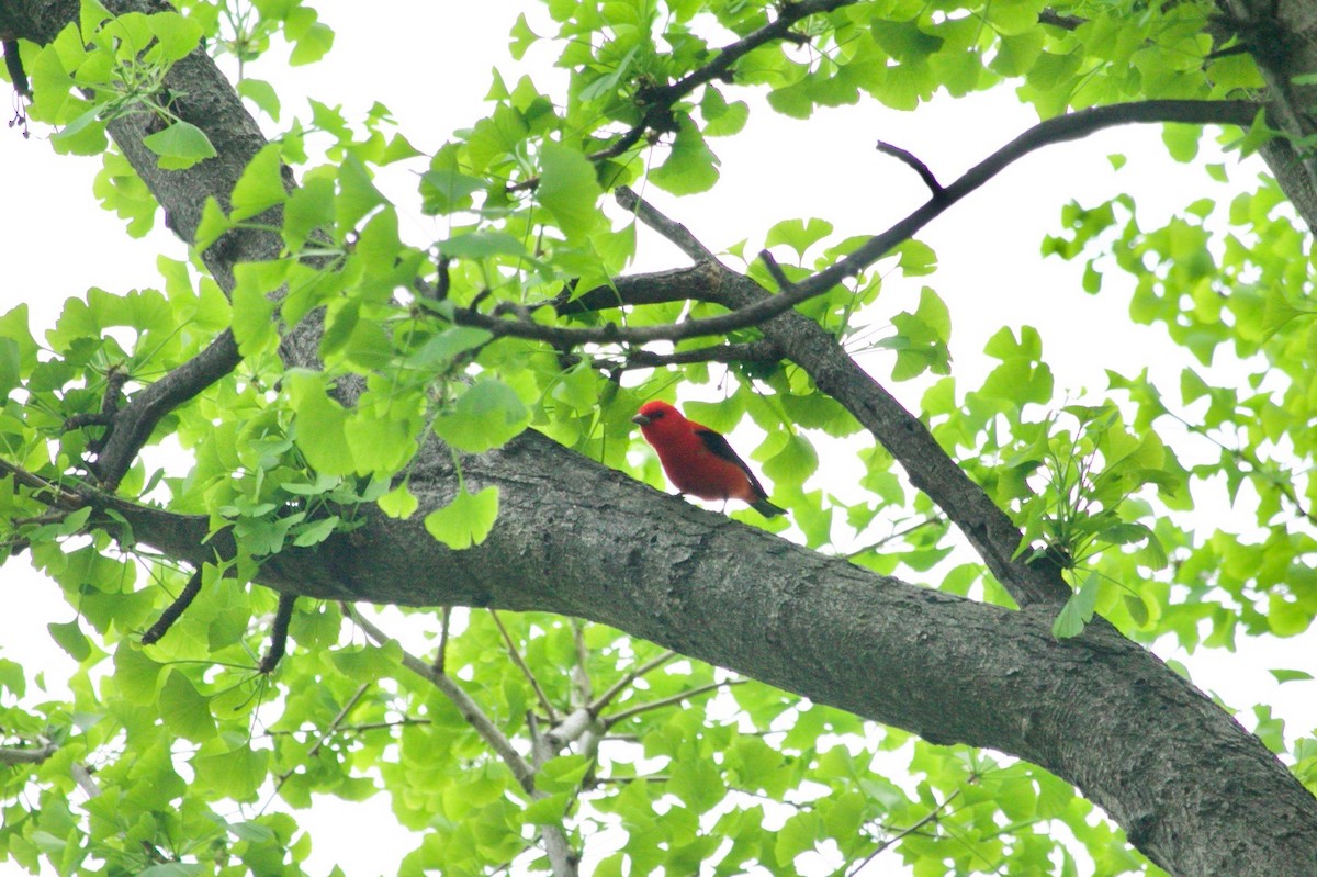 Scarlet Tanager - ML618879991