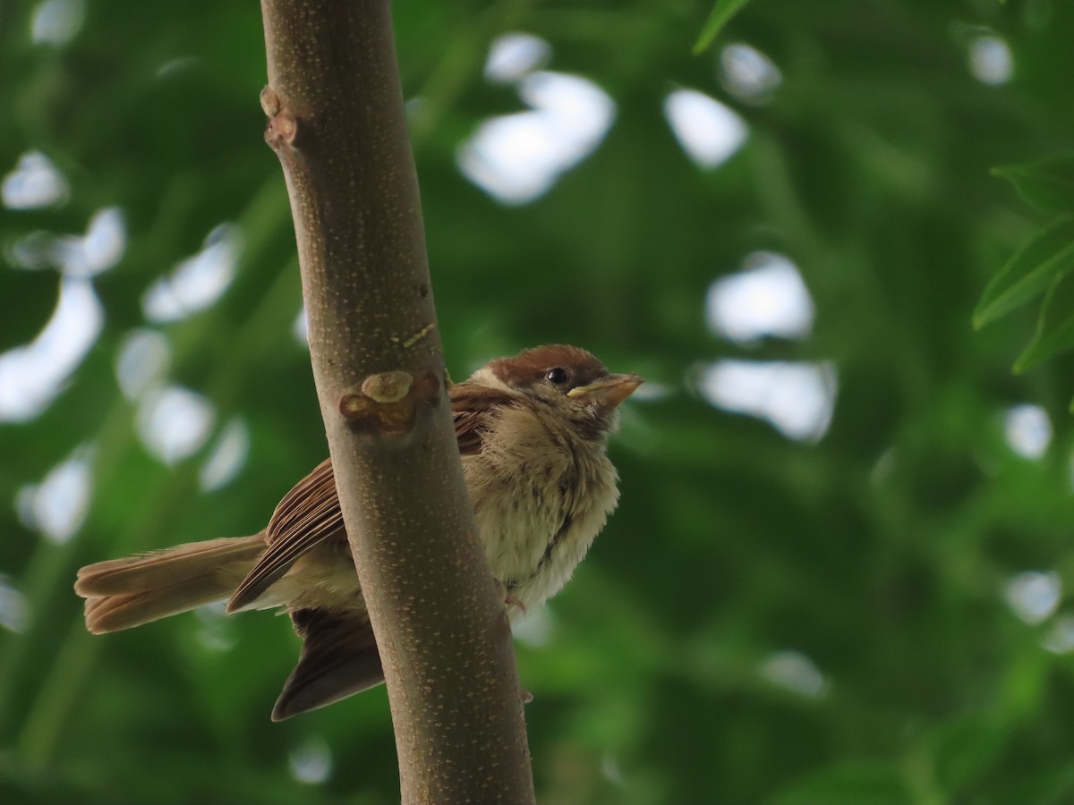 Eurasian Tree Sparrow - ML618879993