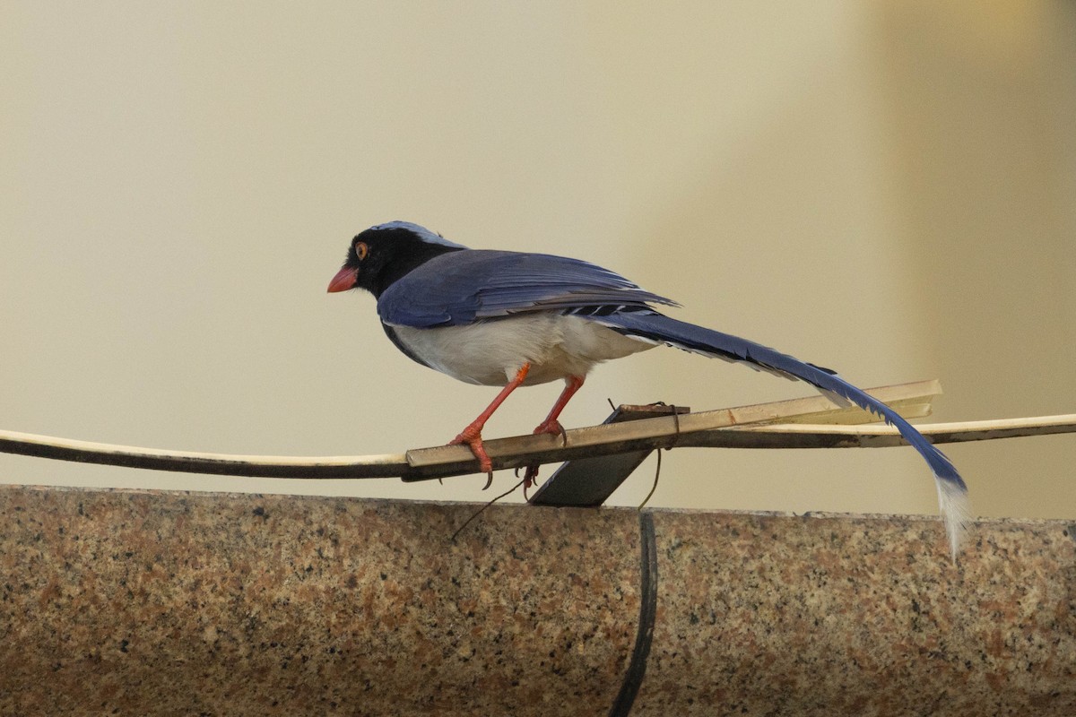 Red-billed Blue-Magpie - Garret Skead