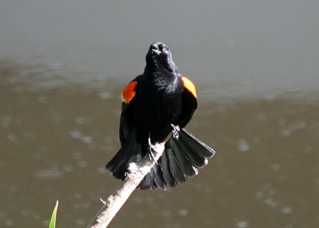 Red-winged Blackbird - ML618880046