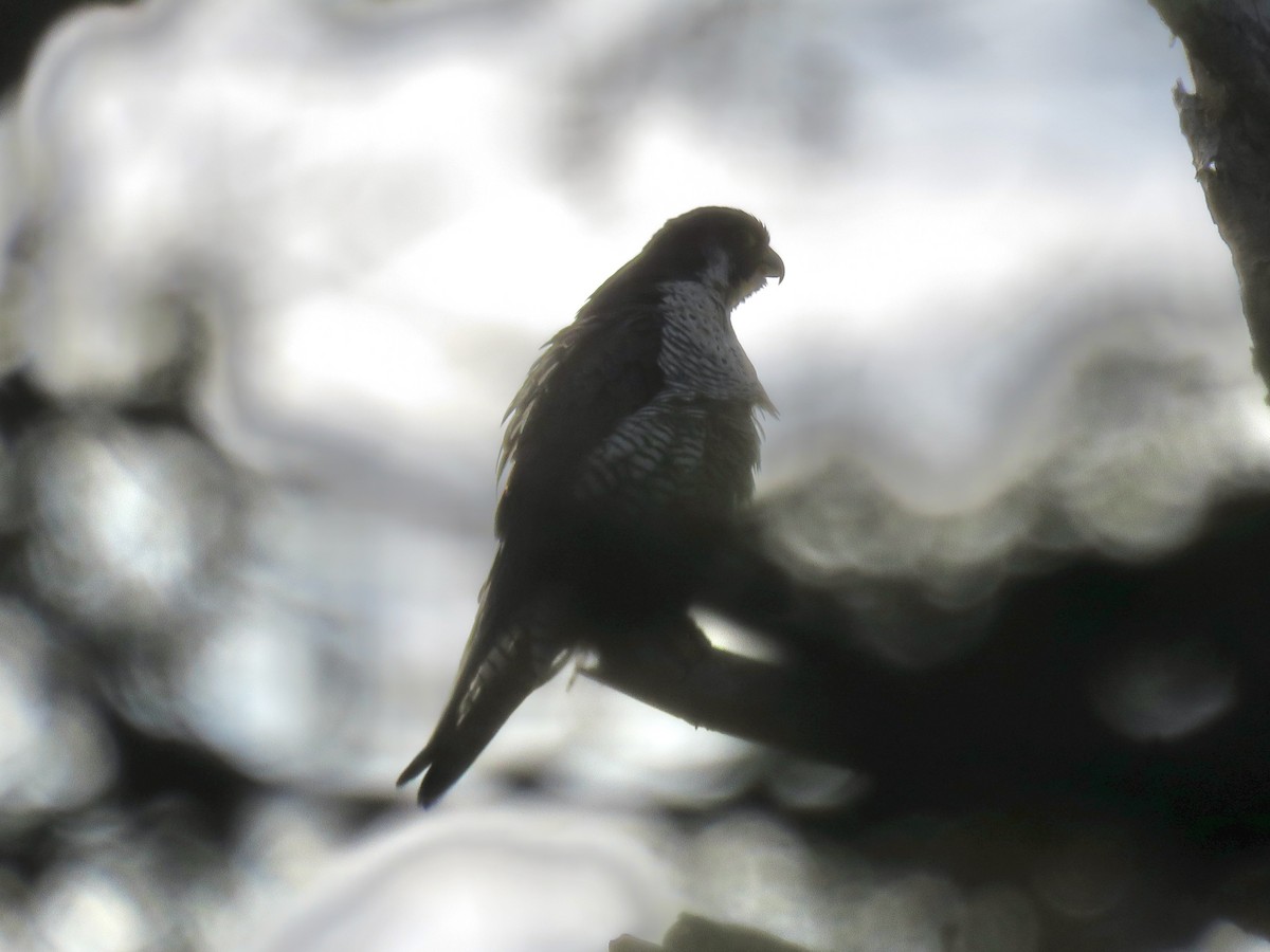 Peregrine Falcon - Taran Catania