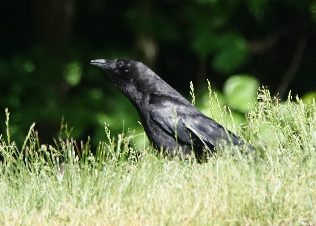 American Crow - ML618880091
