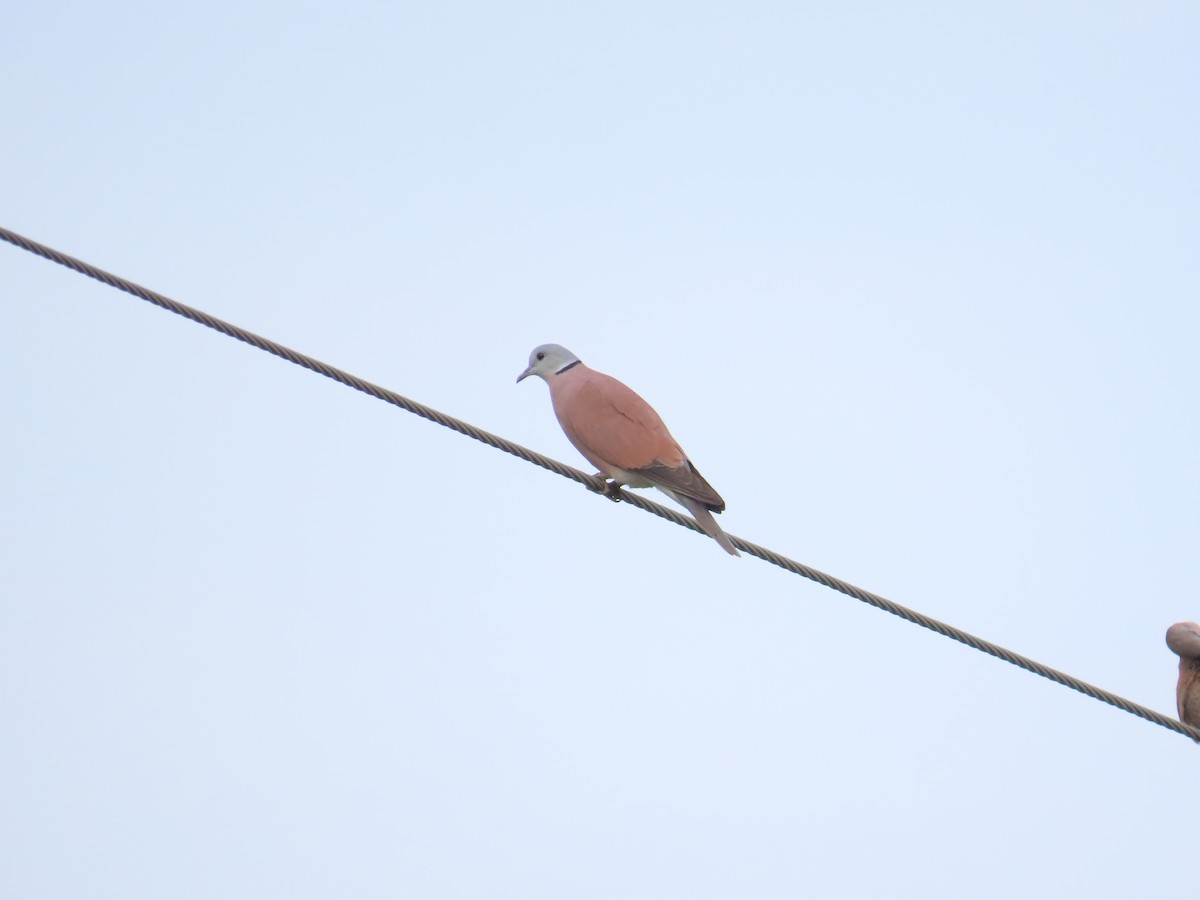 Red Collared-Dove - 韋勳 陳