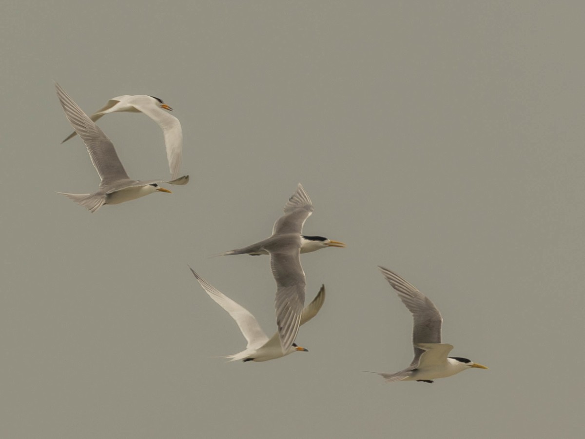 Chinese Crested Tern - ML618880125
