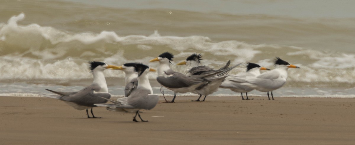 Chinese Crested Tern - ML618880126