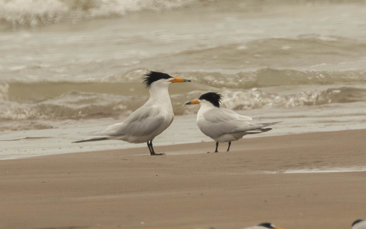 Chinese Crested Tern - ML618880127