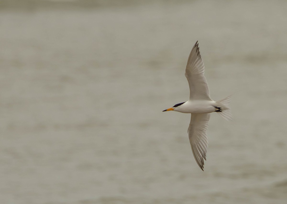 Chinese Crested Tern - ML618880128