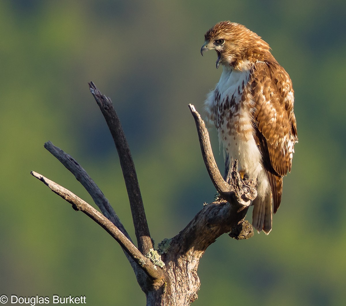 Red-tailed Hawk - Douglas Burkett