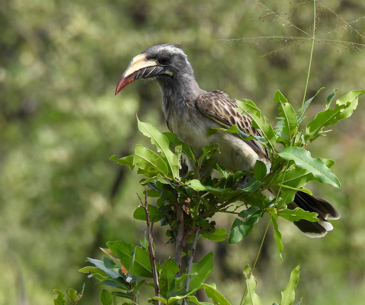 African Gray Hornbill - ML618880150