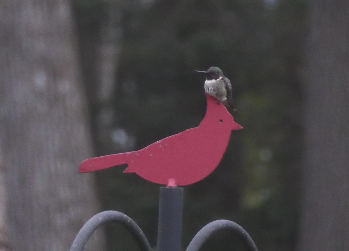 Ruby-throated Hummingbird - Karina Rathmell