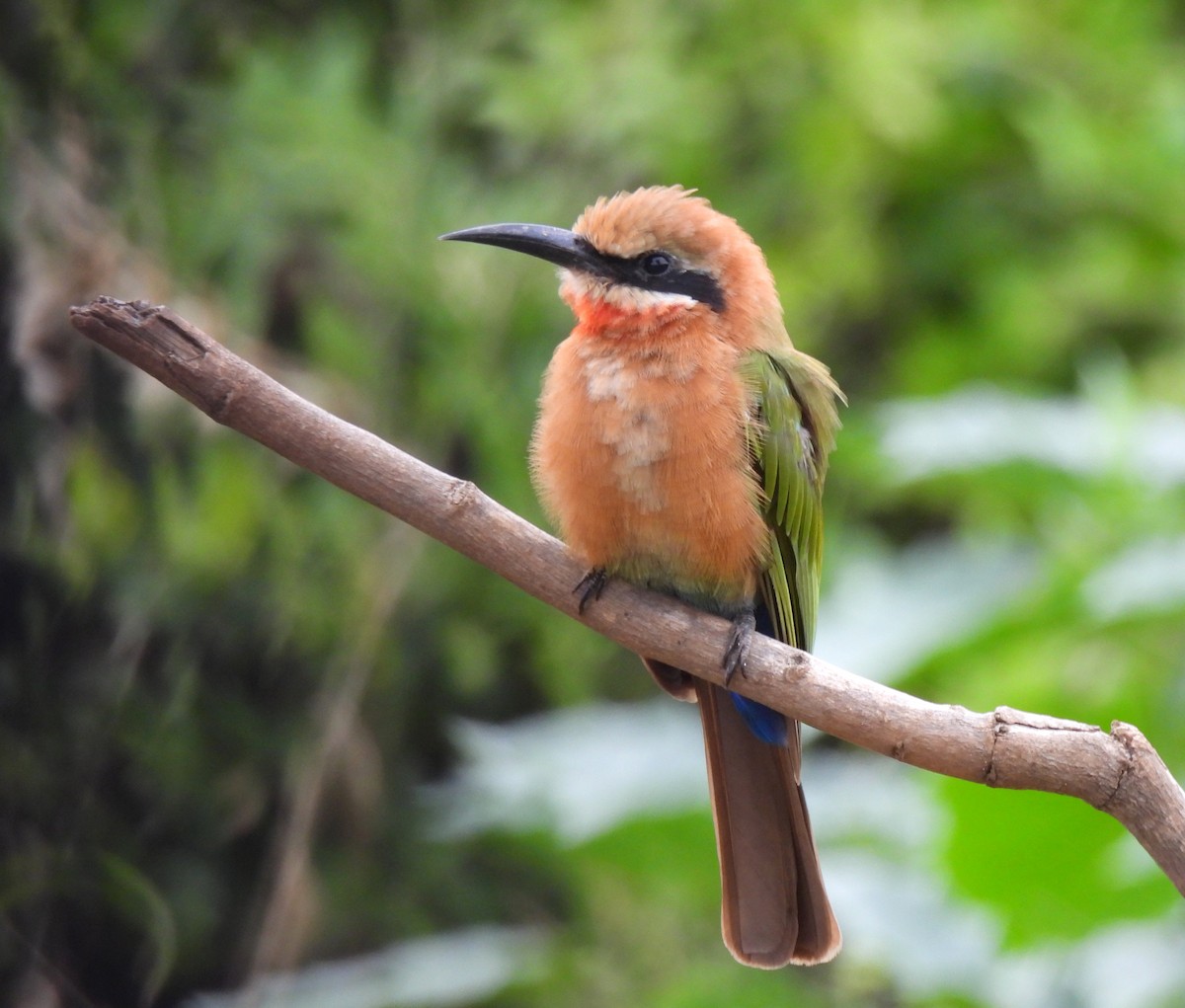 White-fronted Bee-eater - ML618880180