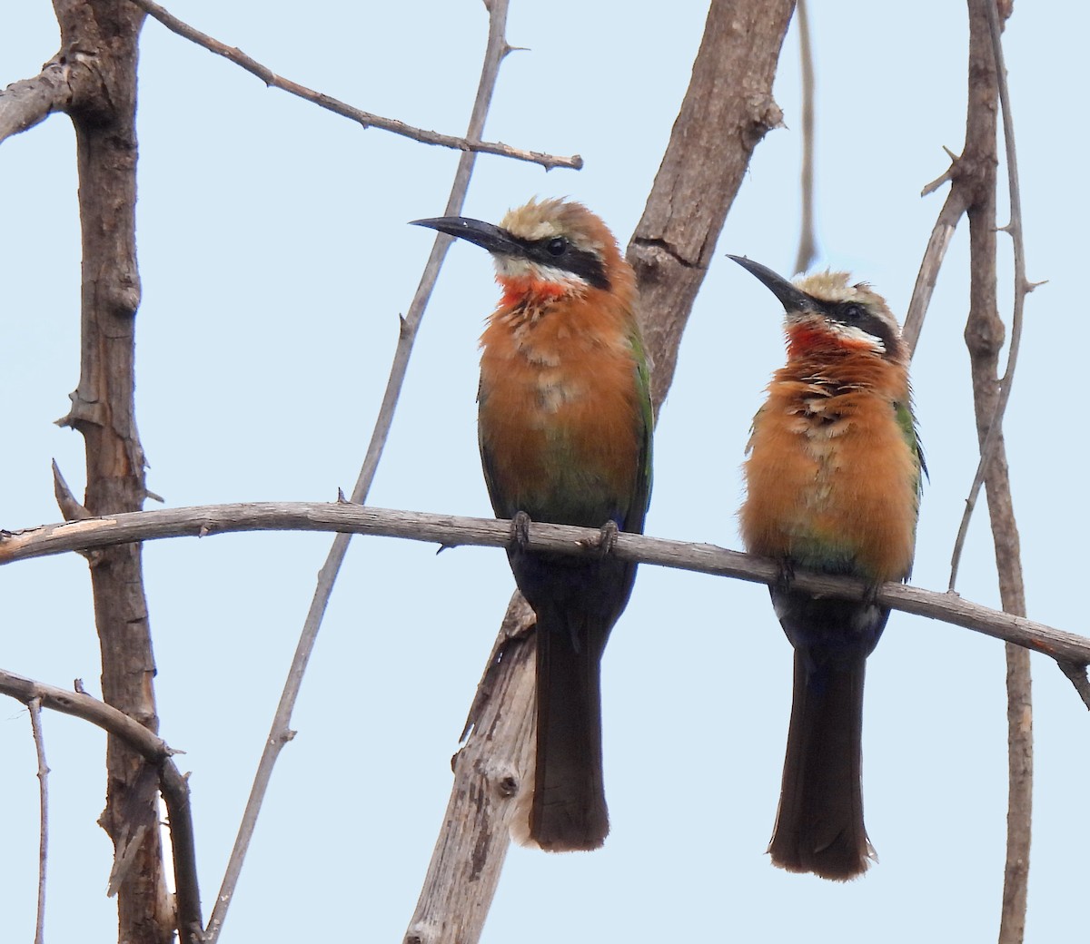 White-fronted Bee-eater - ML618880188