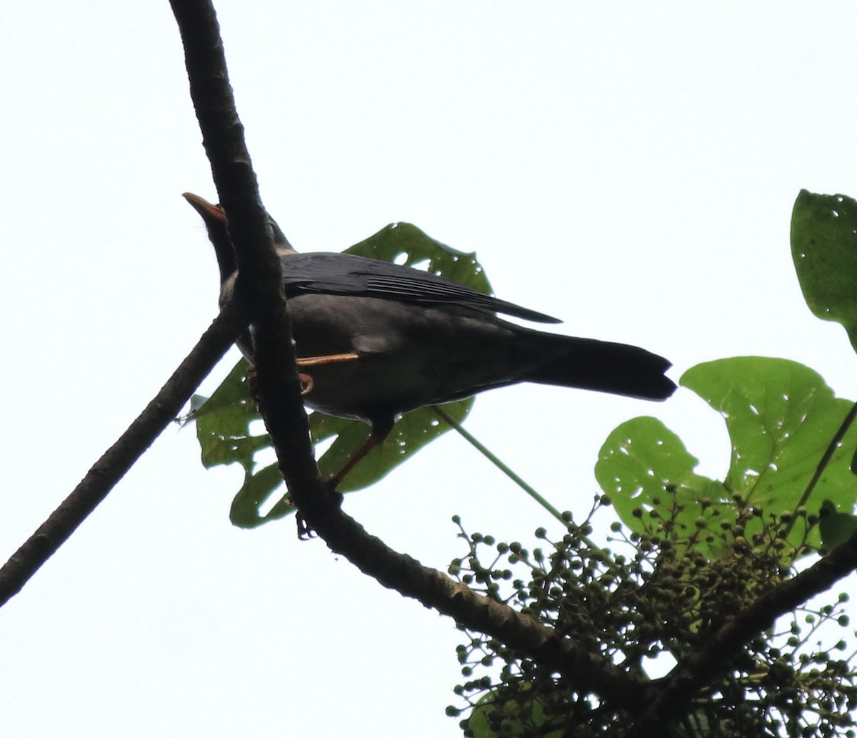 Indian Blackbird - ML618880229