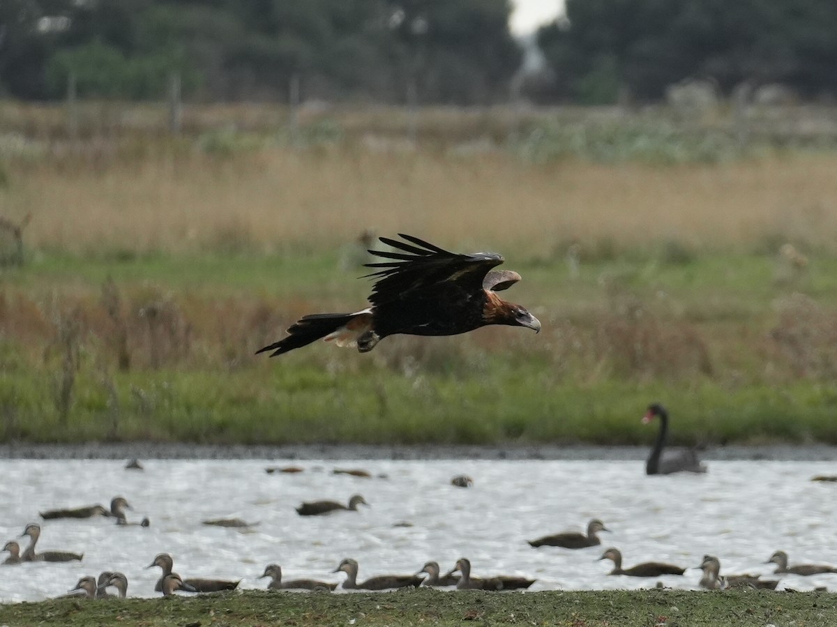 Wedge-tailed Eagle - Yingchen Nie