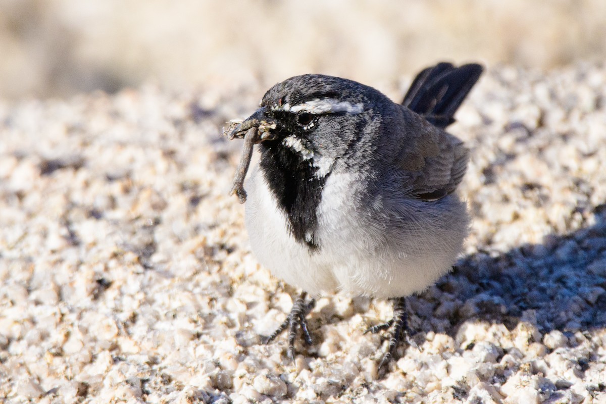 Black-throated Sparrow - Moishie Hersko