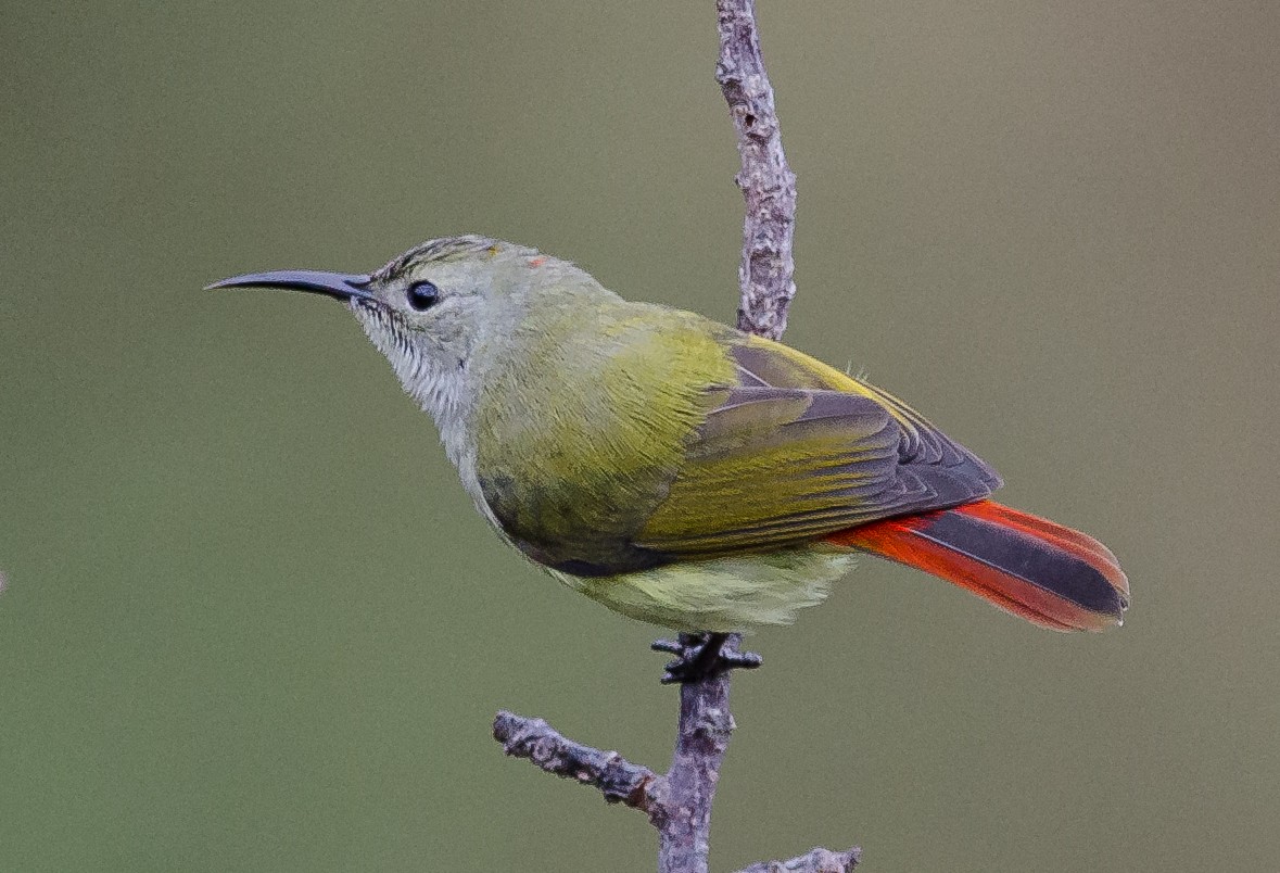 Fire-tailed Sunbird - Subharanjan Sen