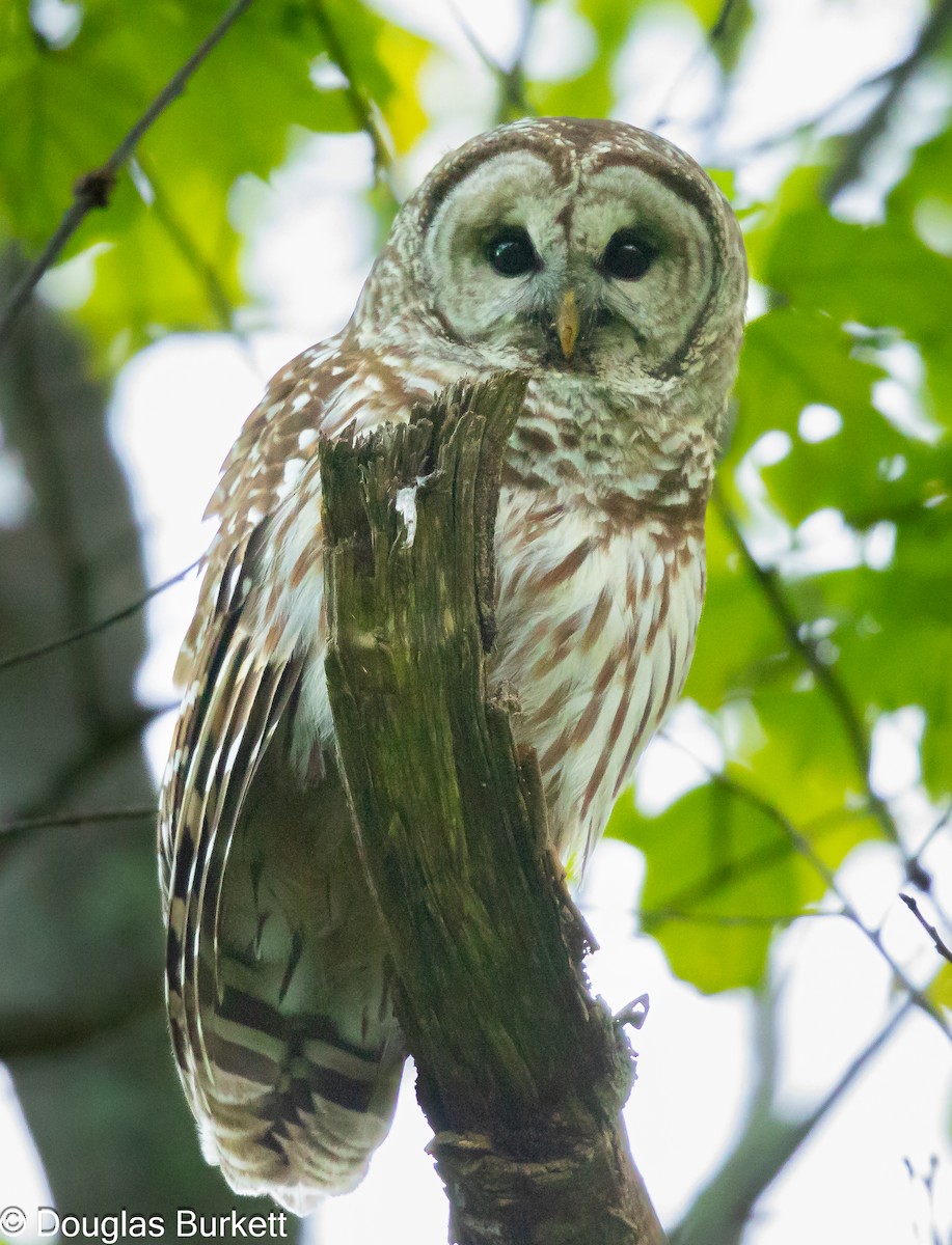 Barred Owl - Douglas Burkett