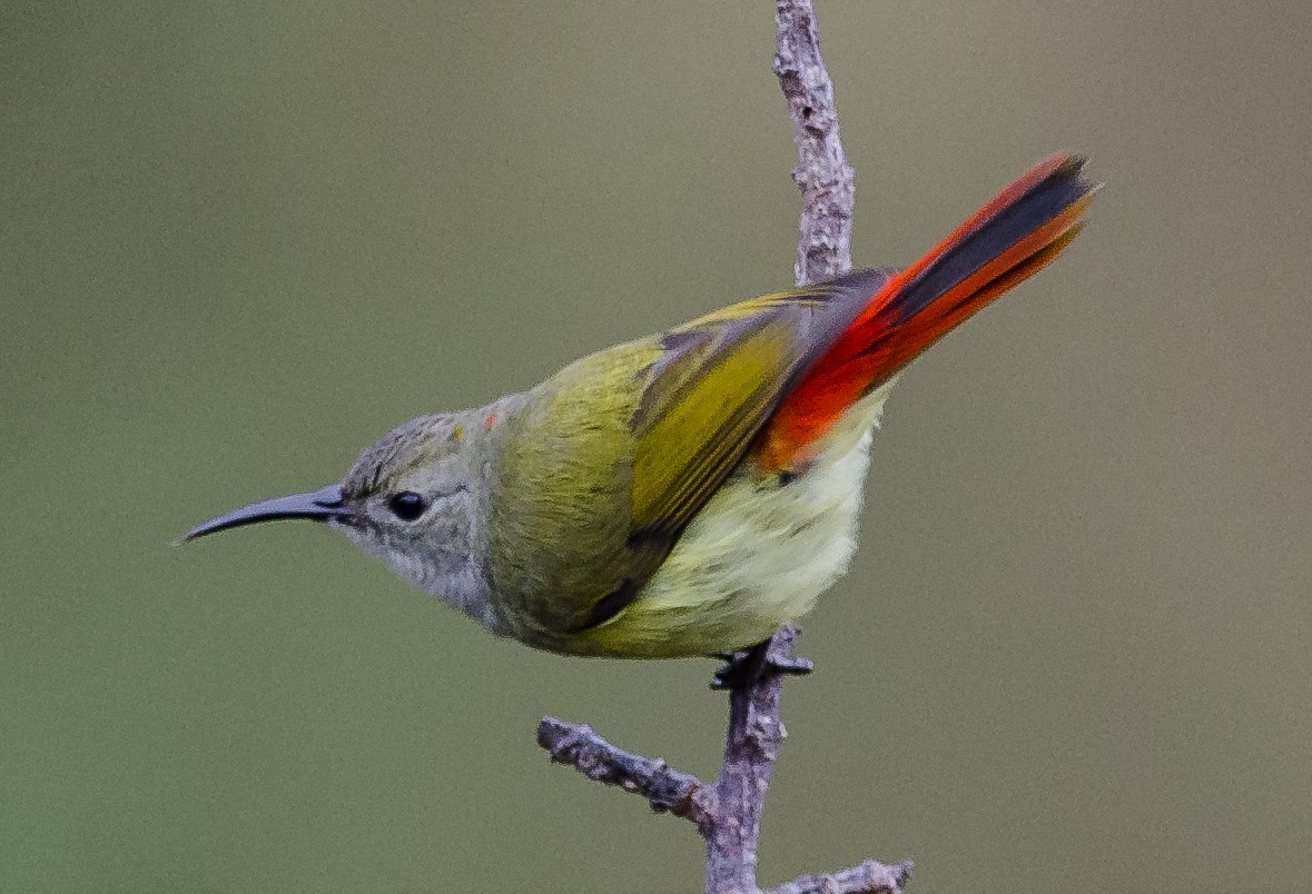 Fire-tailed Sunbird - Subharanjan Sen