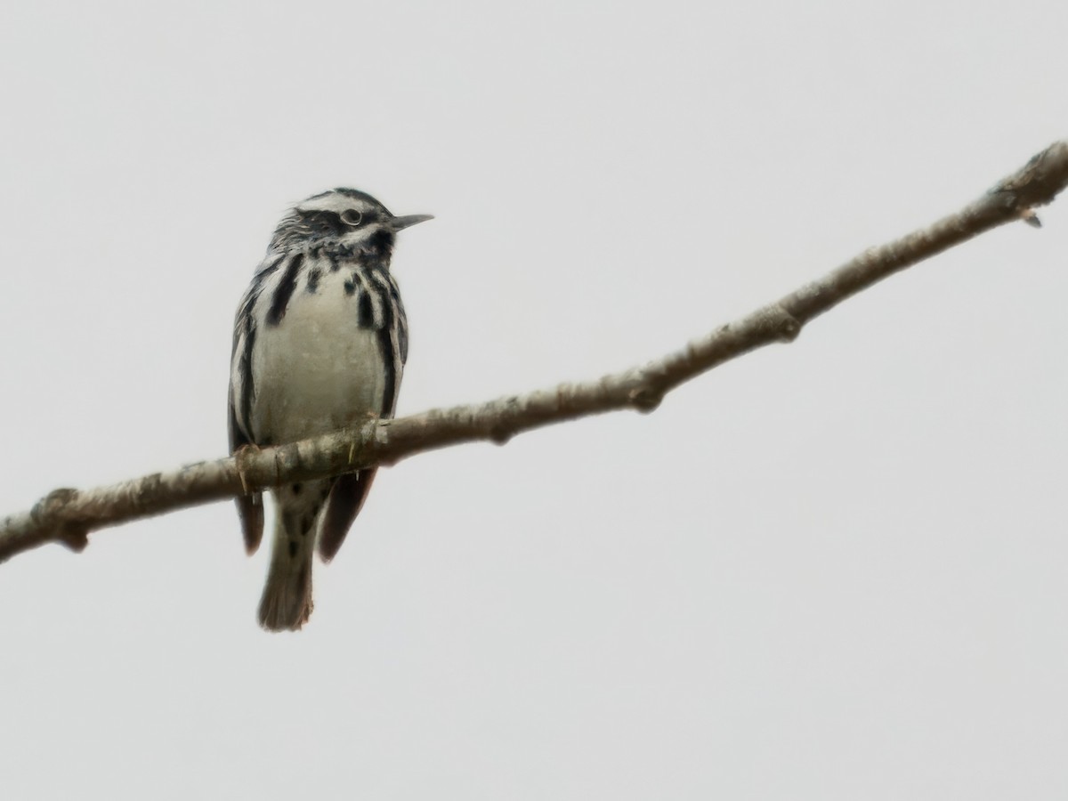Black-and-white Warbler - ML618880297