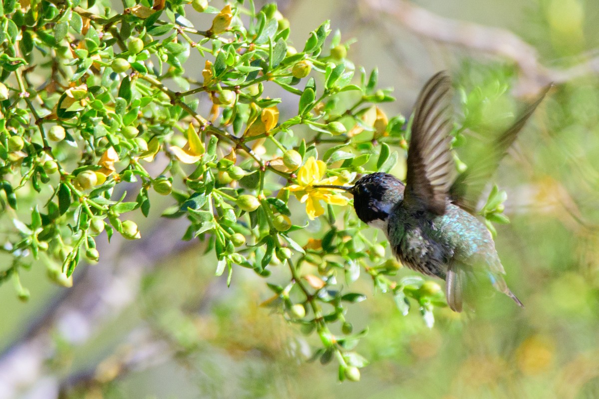 Costa's Hummingbird - Moishie Hersko