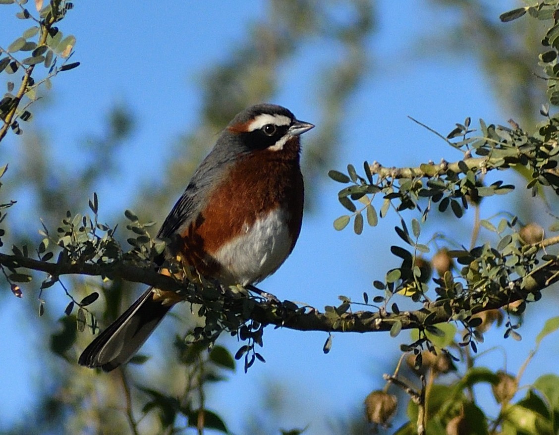 Black-and-chestnut Warbling Finch - ML618880324