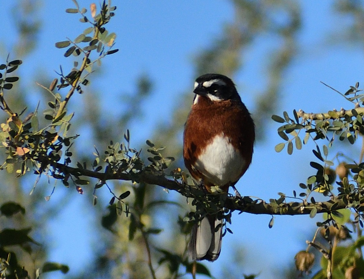 Black-and-chestnut Warbling Finch - ML618880333