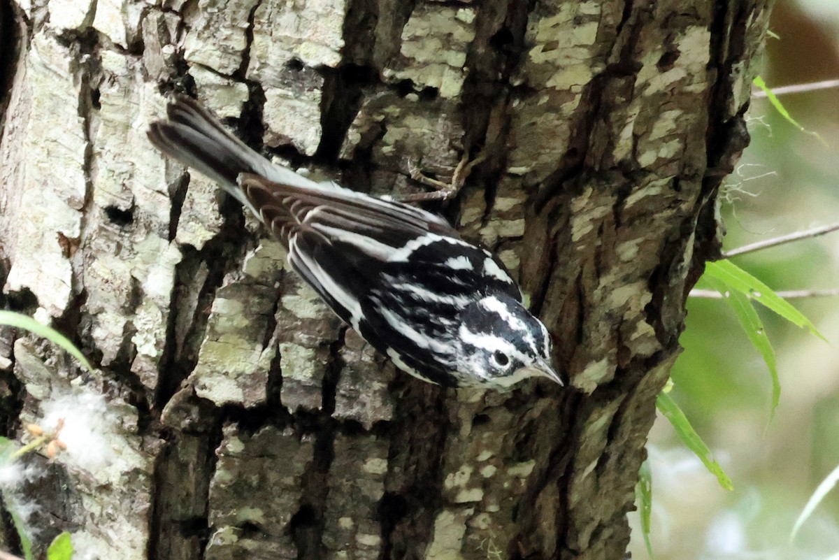 Black-and-white Warbler - Vern Bothwell