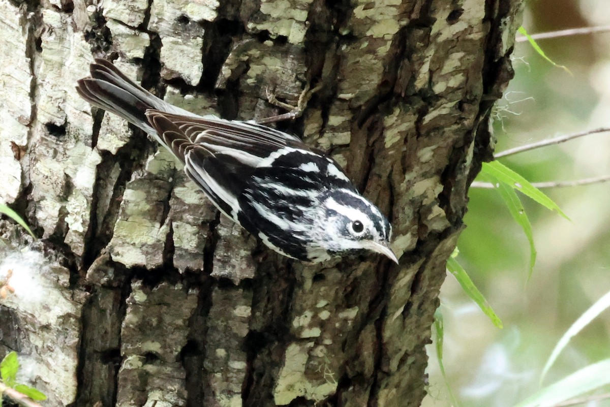 Black-and-white Warbler - Vern Bothwell