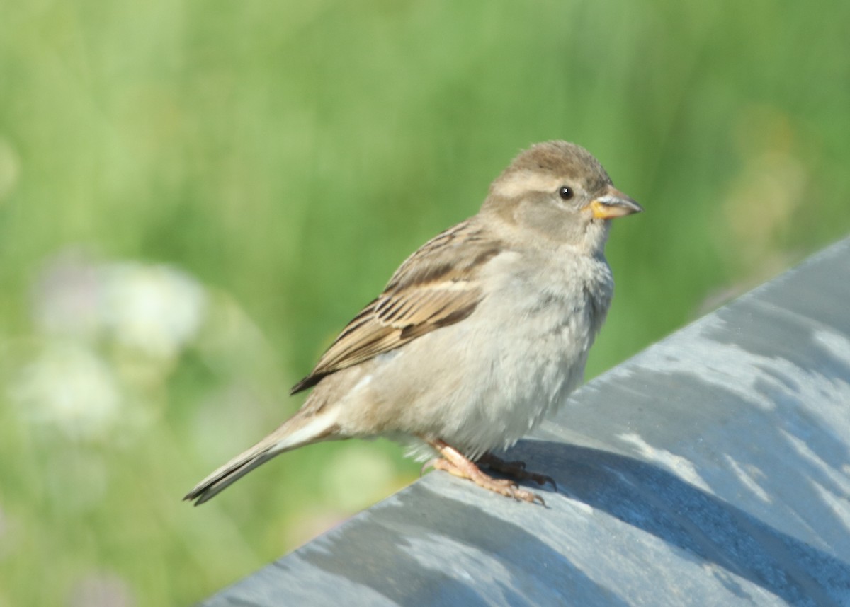 Spanish Sparrow - Edmund Bell
