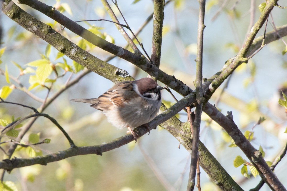 Eurasian Tree Sparrow - ML618880415