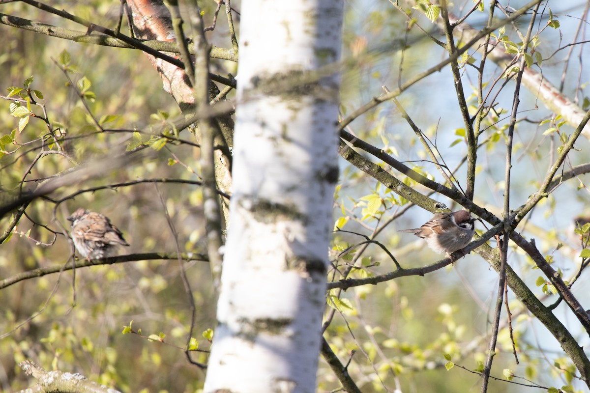 Eurasian Tree Sparrow - ML618880416