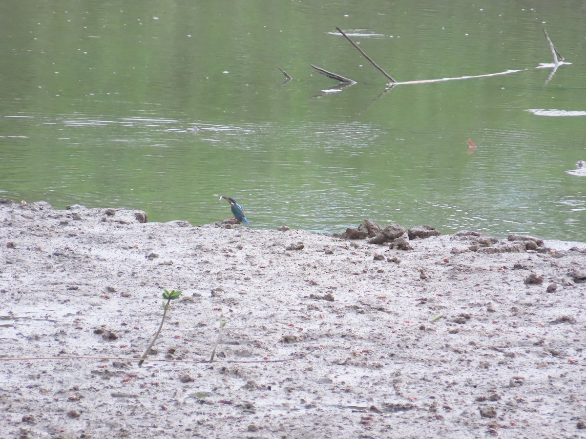 Common Kingfisher - 韋勳 陳
