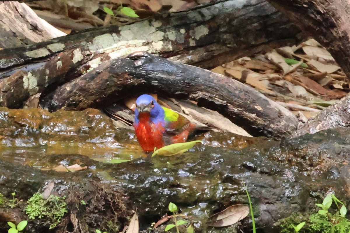 Painted Bunting - ML618880448