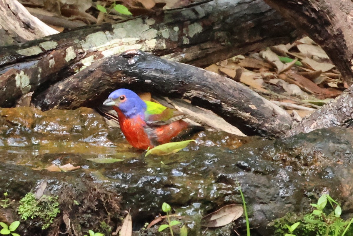 Painted Bunting - ML618880449