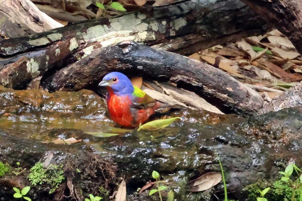 Painted Bunting - ML618880451