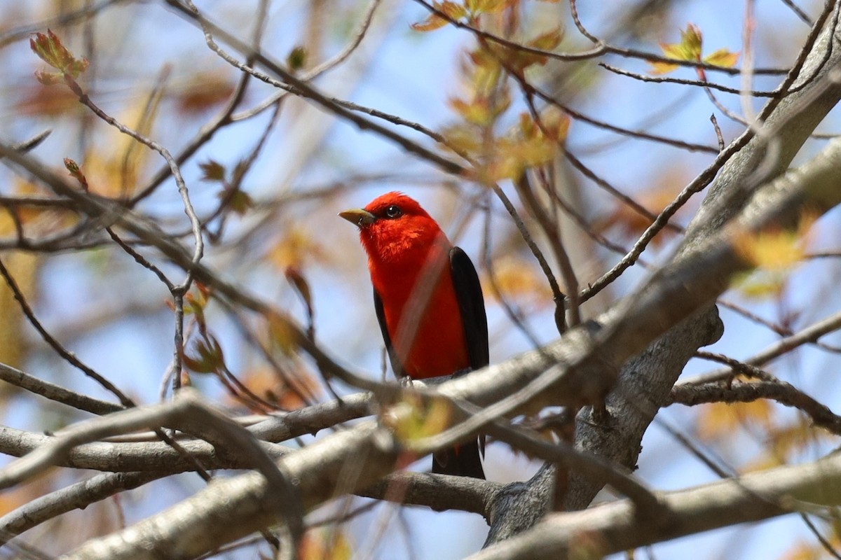 Scarlet Tanager - ML618880454