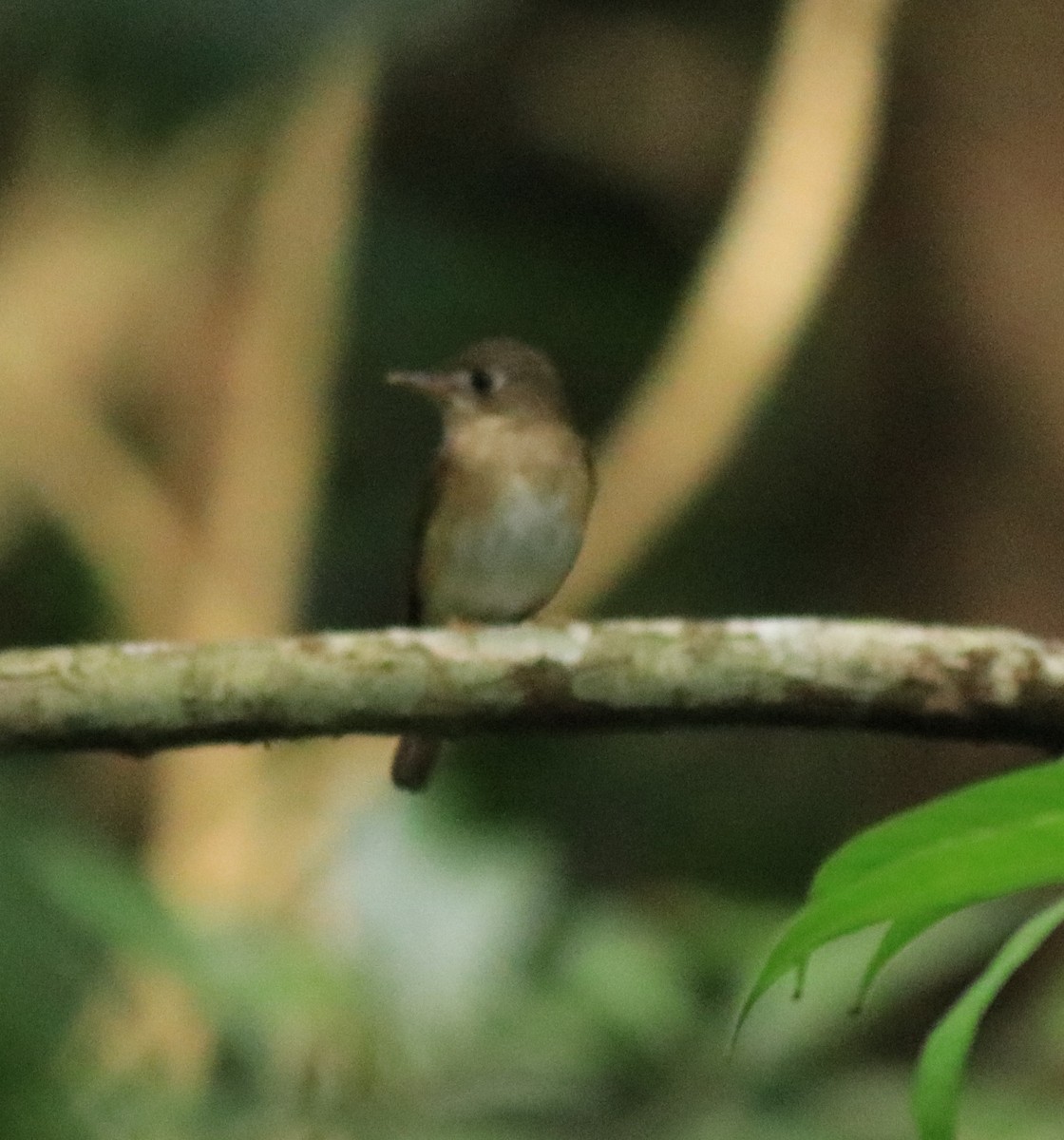 Brown-breasted Flycatcher - ML618880541