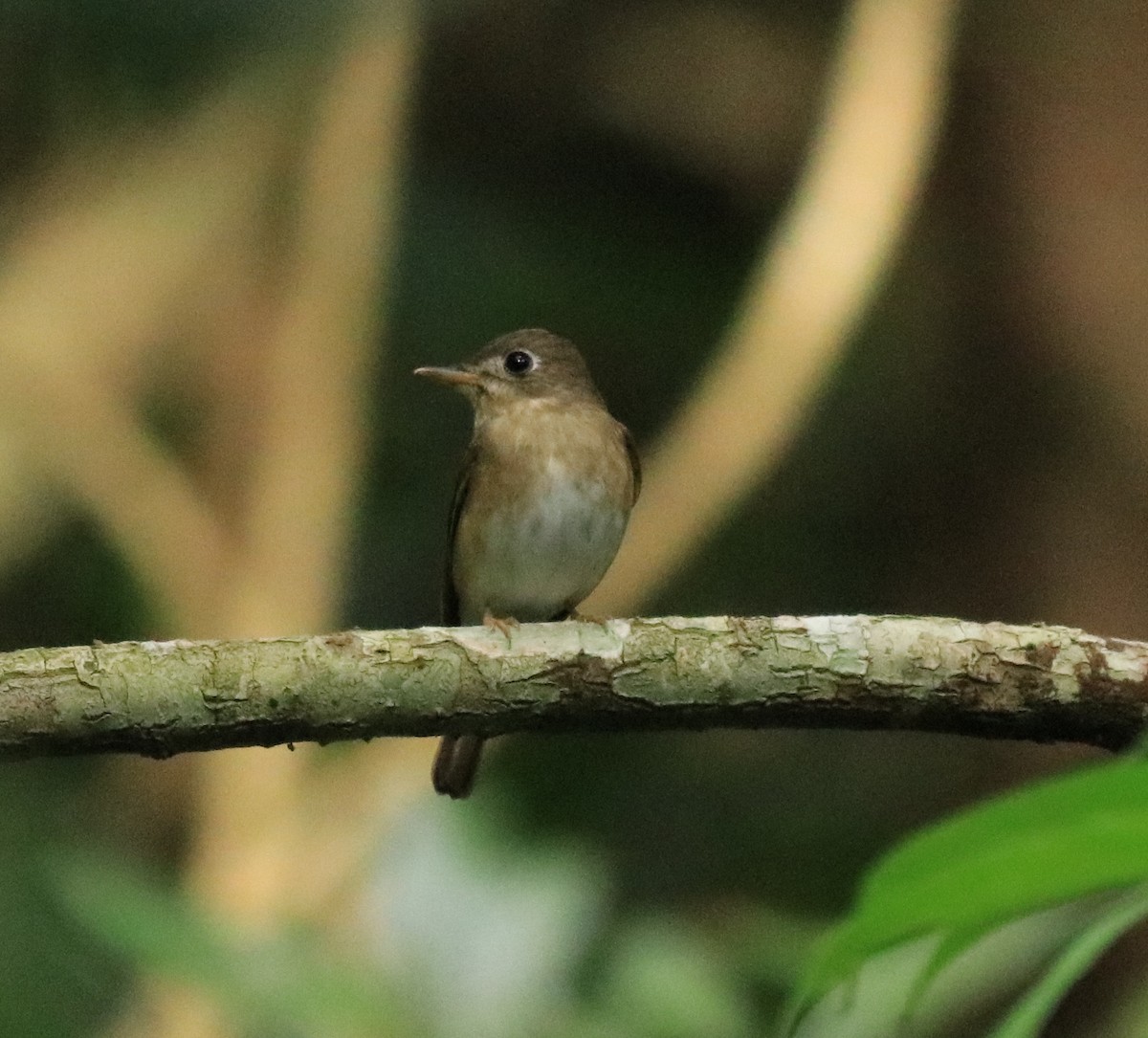 Brown-breasted Flycatcher - ML618880542