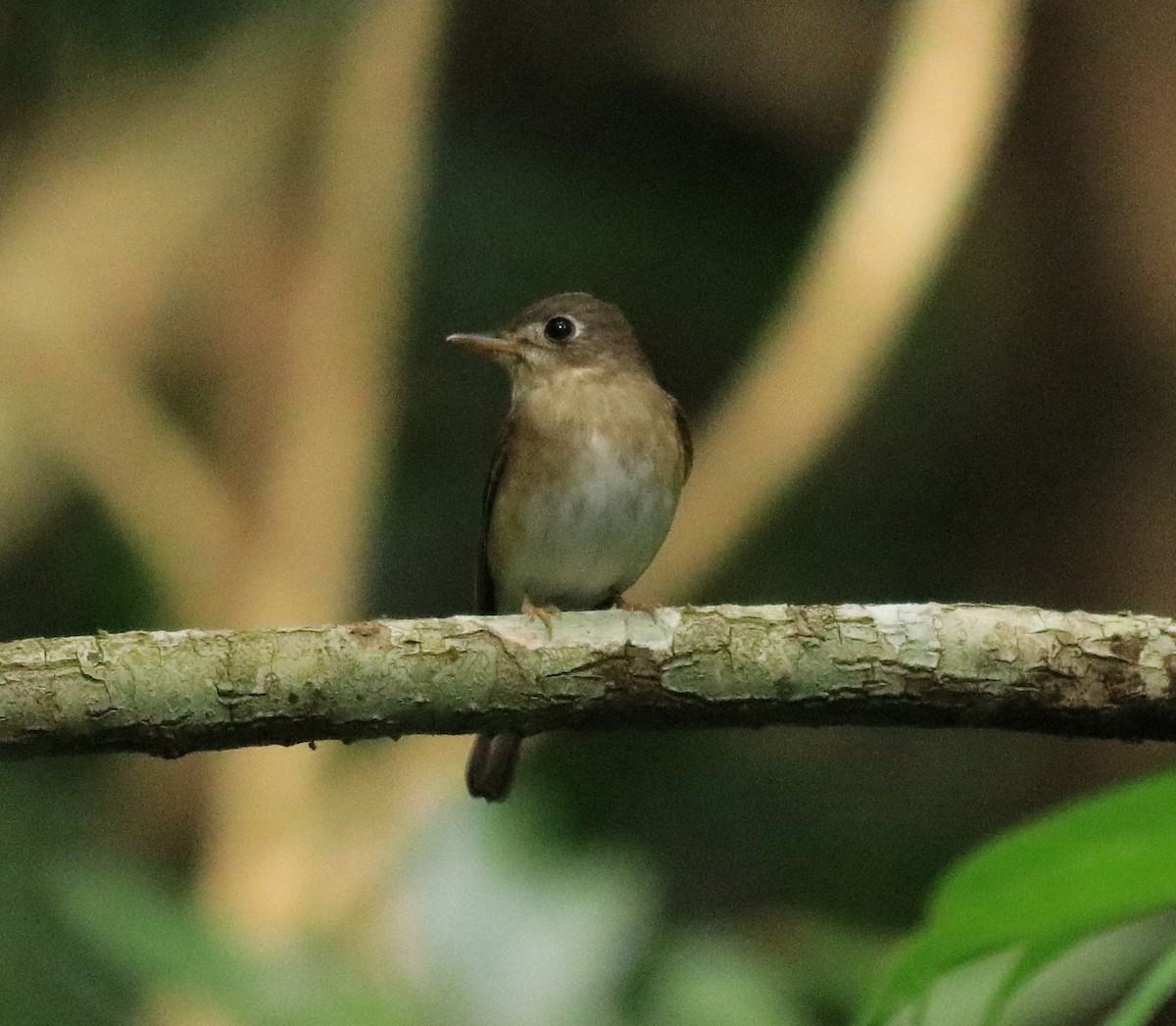 Brown-breasted Flycatcher - ML618880543