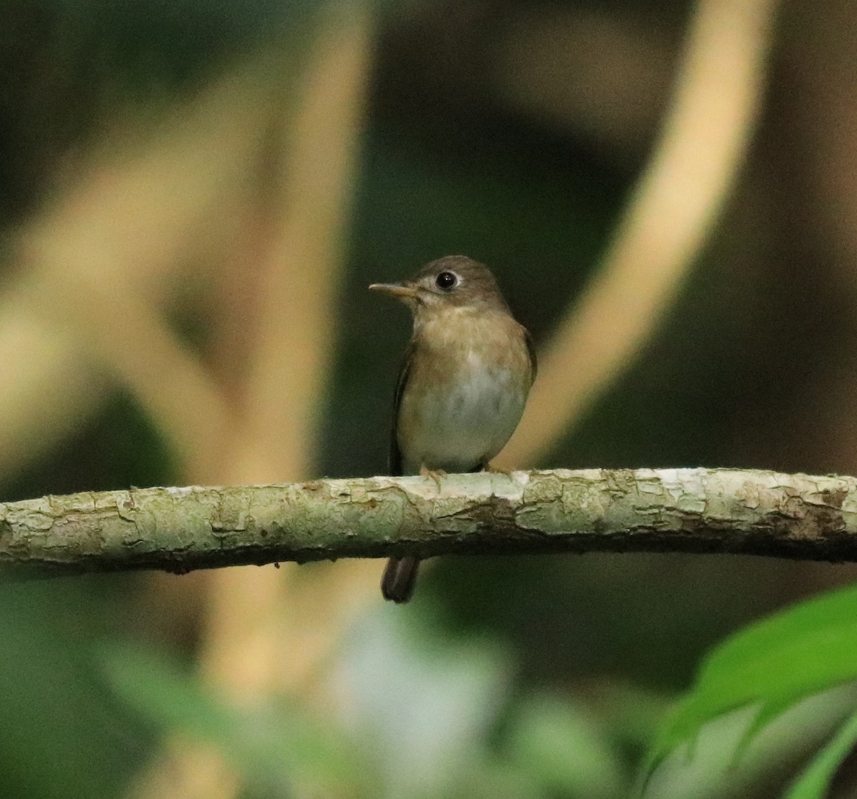 Brown-breasted Flycatcher - ML618880544