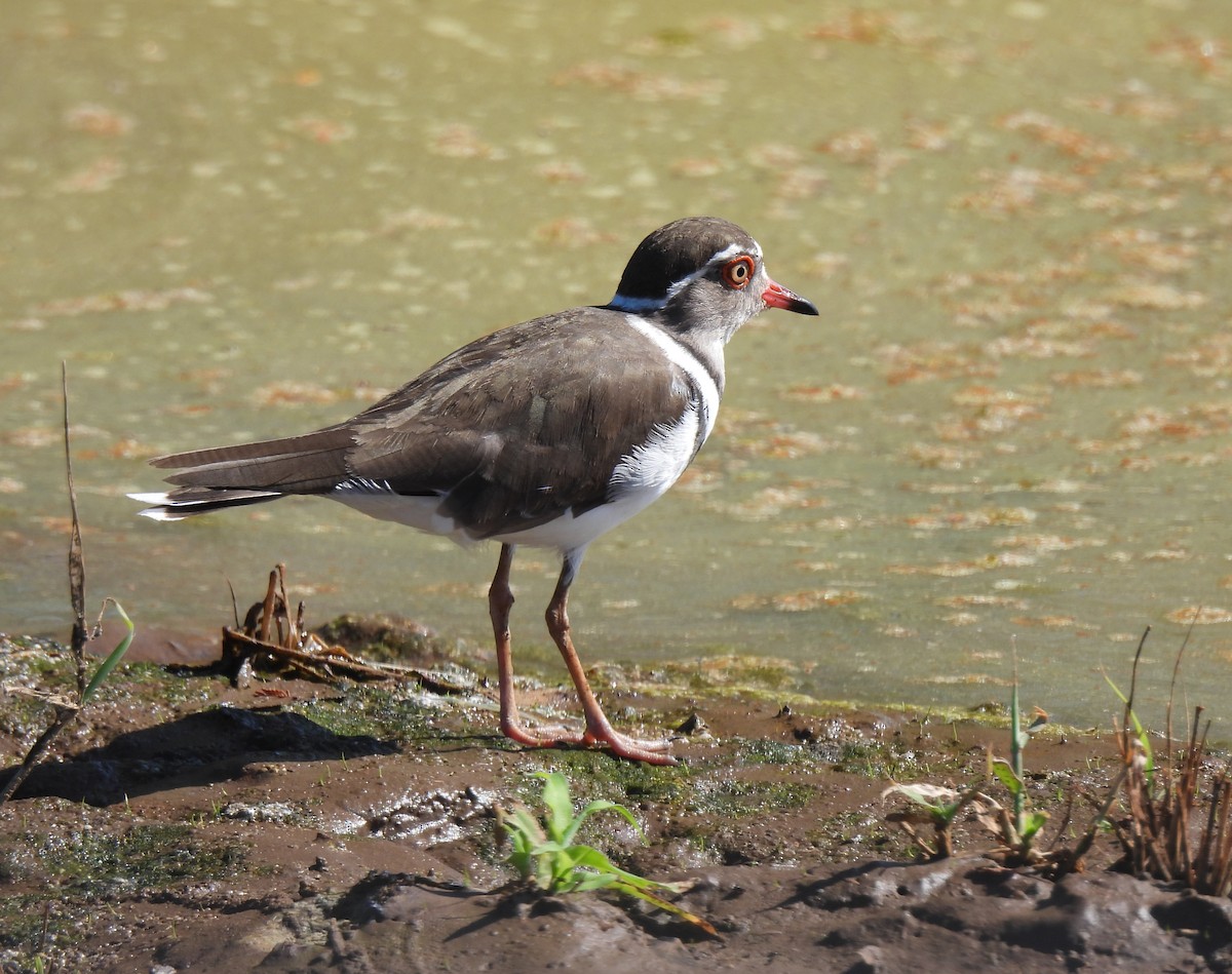 Three-banded Plover - ML618880580