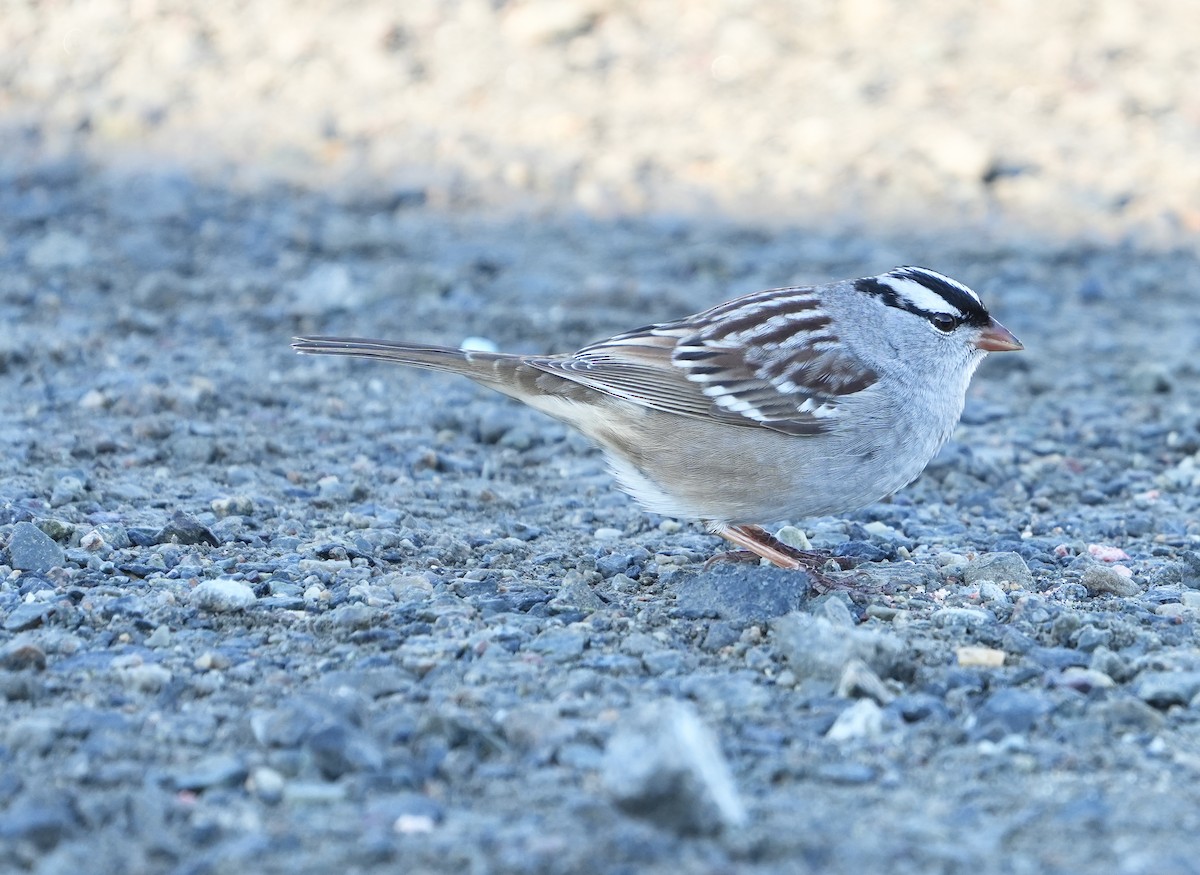 White-crowned Sparrow - Nevine Jacob
