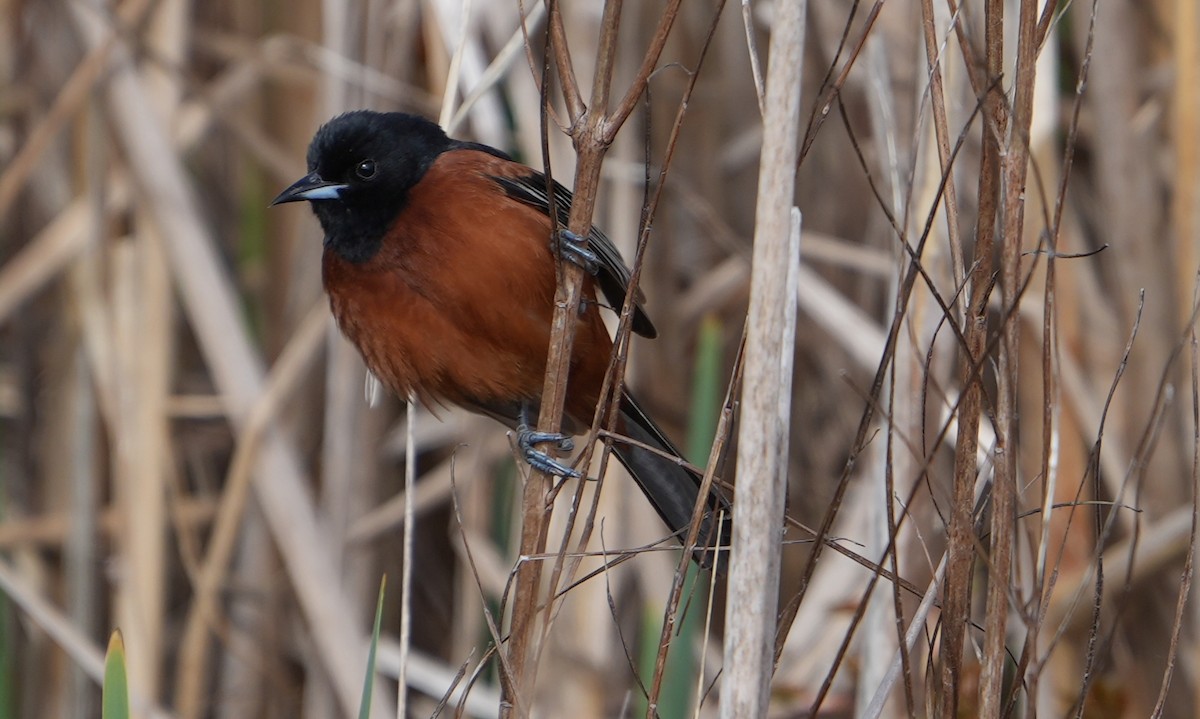Orchard Oriole - ML618880601