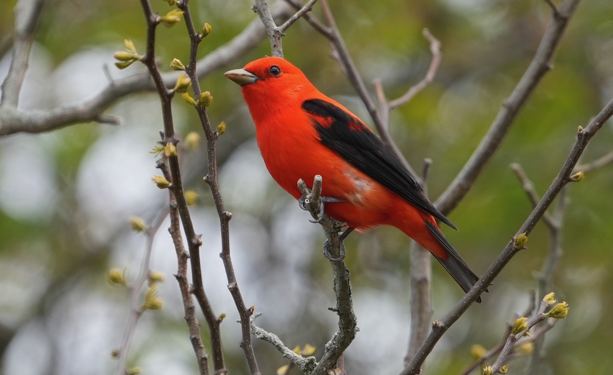 Scarlet Tanager - ML618880616