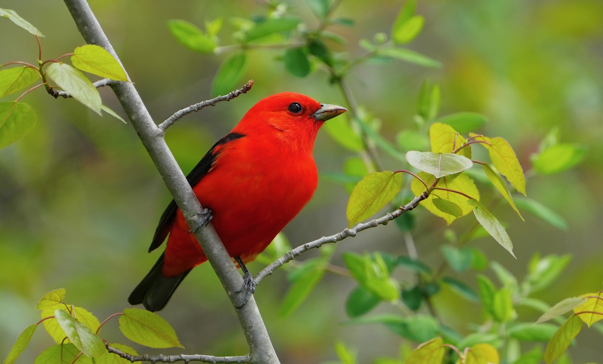 Scarlet Tanager - ML618880617