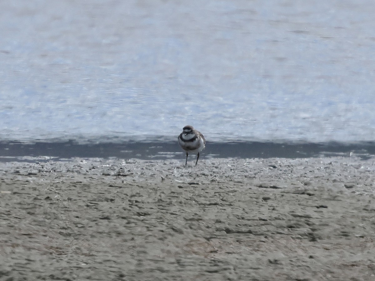 Double-banded Plover - ML618880665